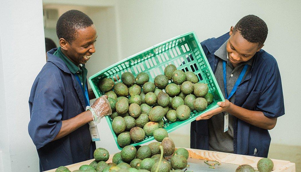 Sorting and packing avocados for value addition