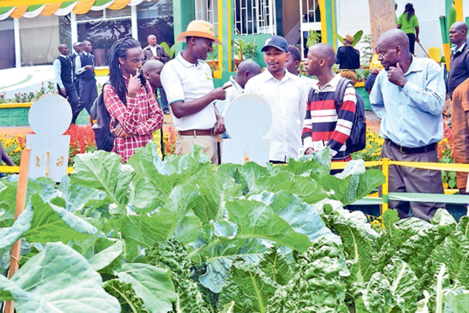 Visitor viewing crop and garden displays